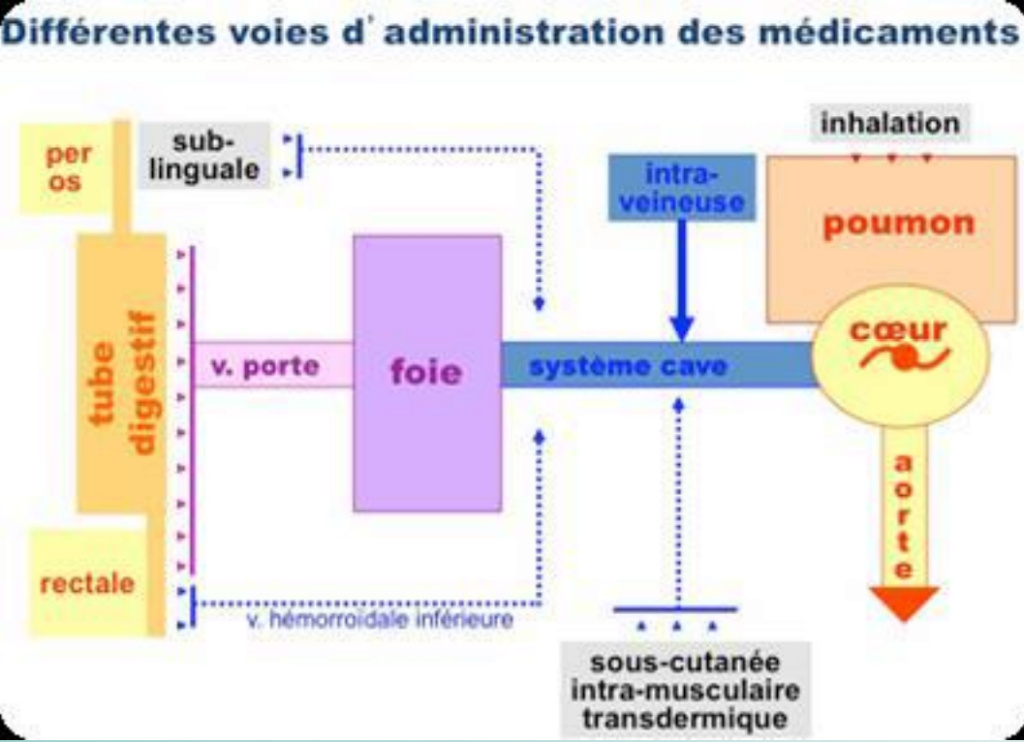 Voie rectale et orale cours voie d'administration du médicament Captur18