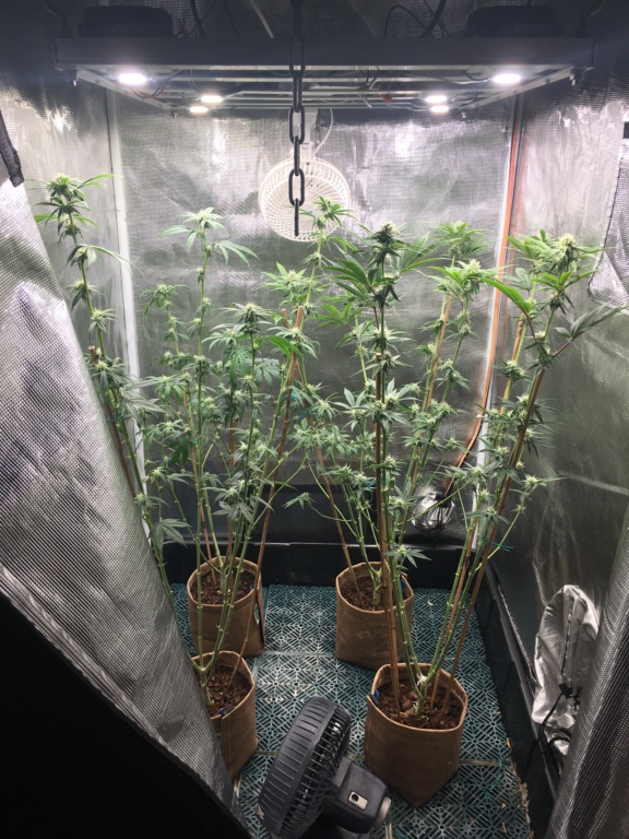 Desert Rose Grow Labs 0f1d2210