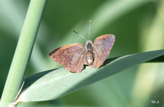 [Quercusia quercus] petit papillon ? Dsc_1110