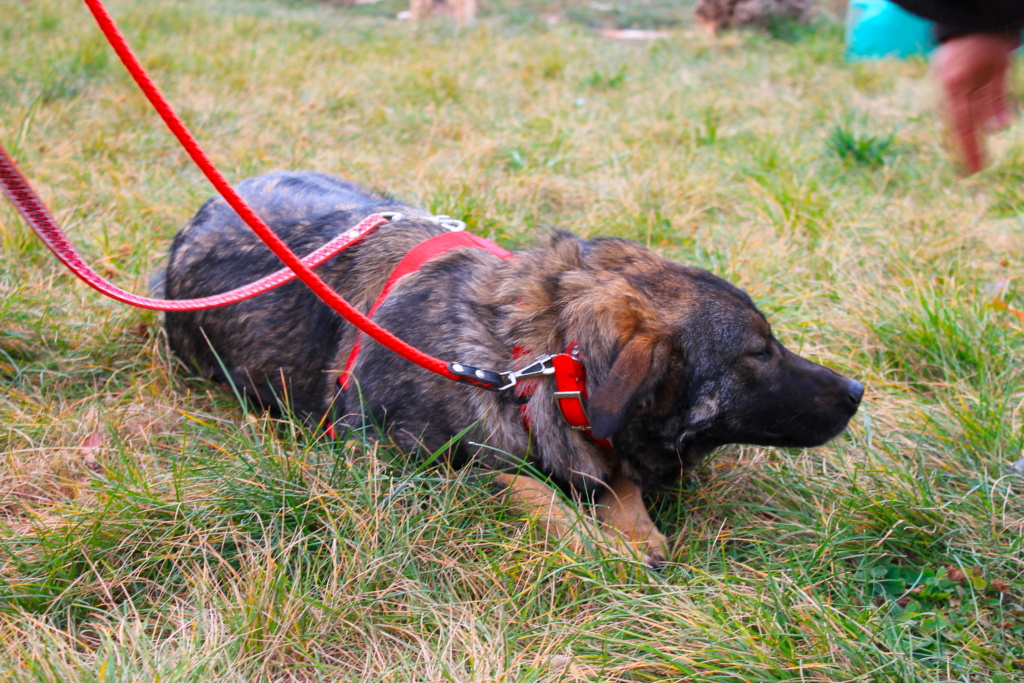 Gemini/Mâle/Né le 04-04-2020/Taille Moyenne/Queue Coupée Non Adoptable en Suisse/ adopté reservé Gemini10