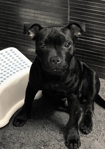 Best dry food for staffy outlet puppy