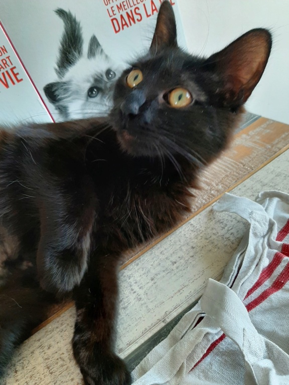 SHEBA, chaton femelle européen angora, née le 23/08/21 20220215
