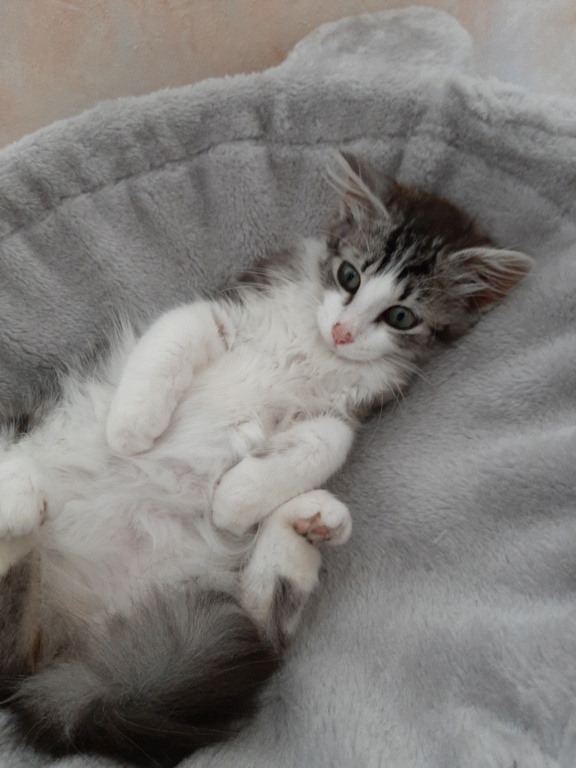 Shiloh, chaton mâle gris tabby blanc à poils mi-longs, né le 25/03/21 Faa7ea10