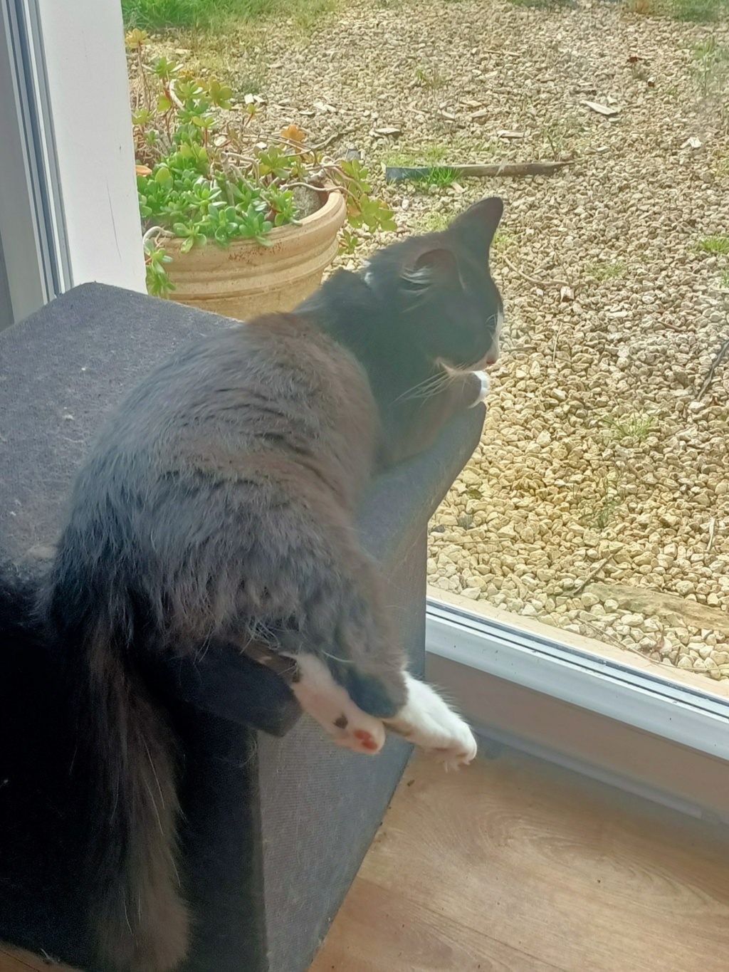 SANTOS, chaton européen, poils mi-long noir et blanc, né le 15/05/21 Image017