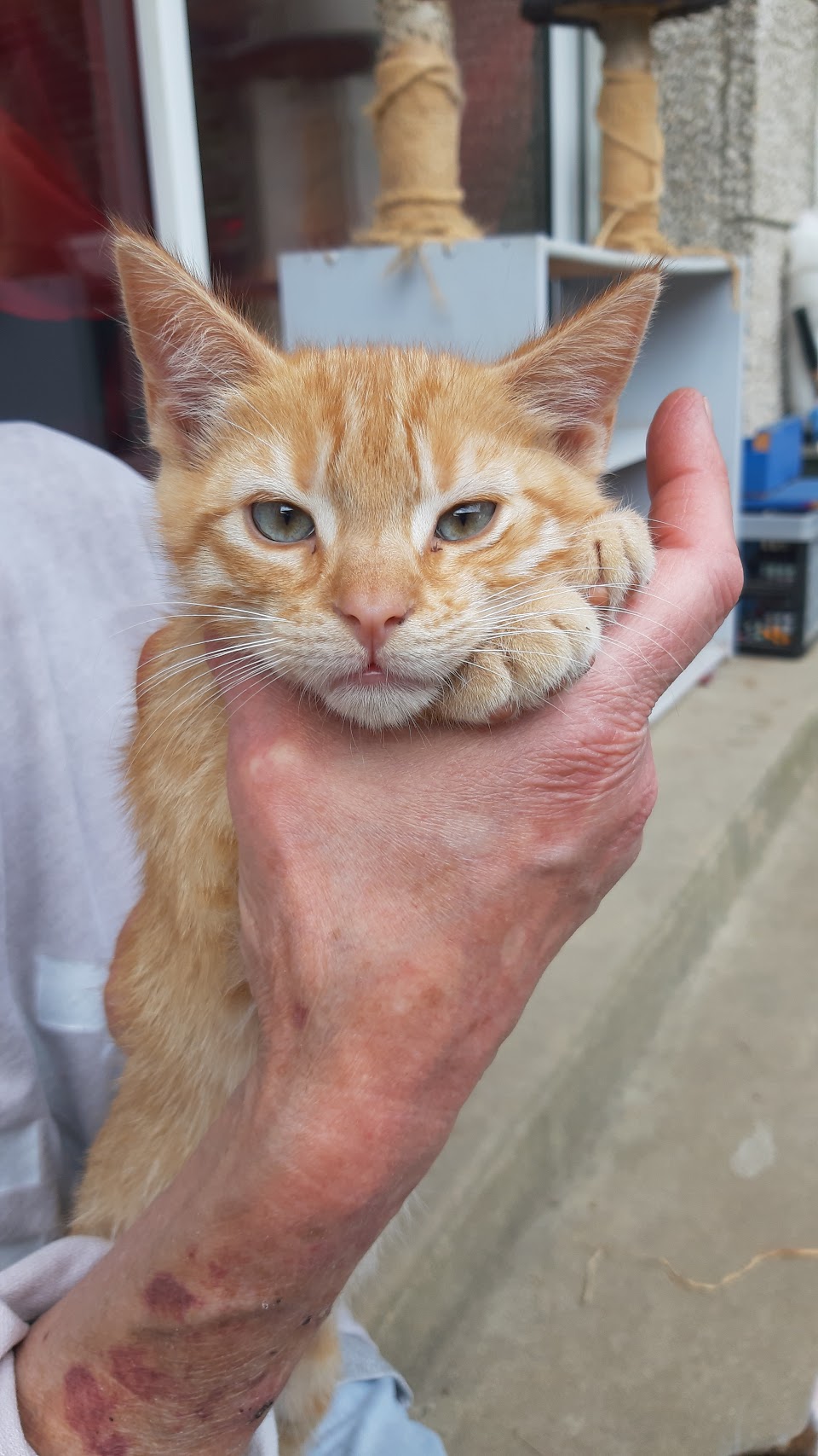 TYMEK, chaton mâle roux, né le 23/03/22 Tymec_10