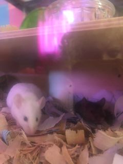i got new mice !!! Best_g10