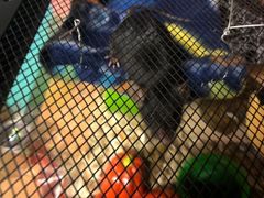 my boy in his new hammock !  Gobo_i10