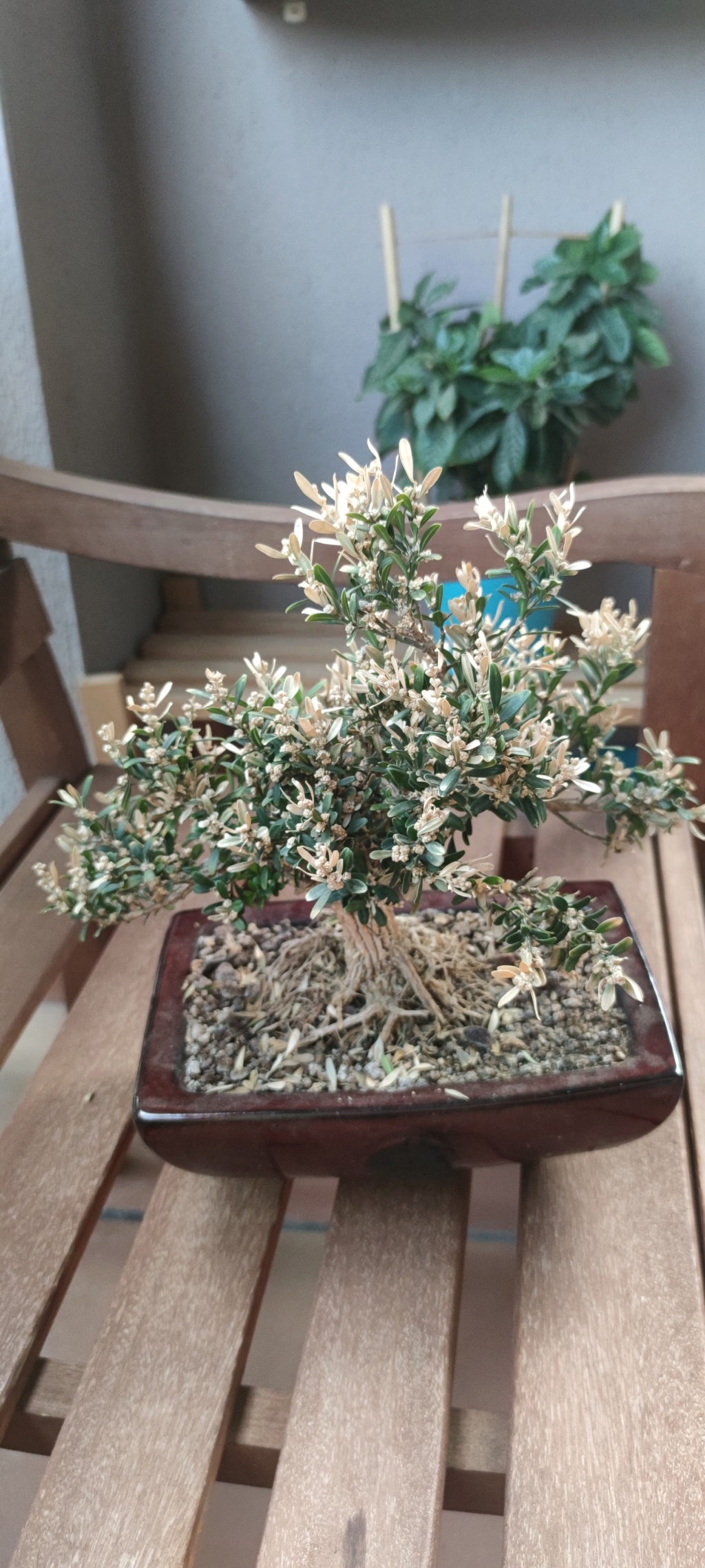 Buxus bonsai - No sé cómo hacer que mejore  16568711
