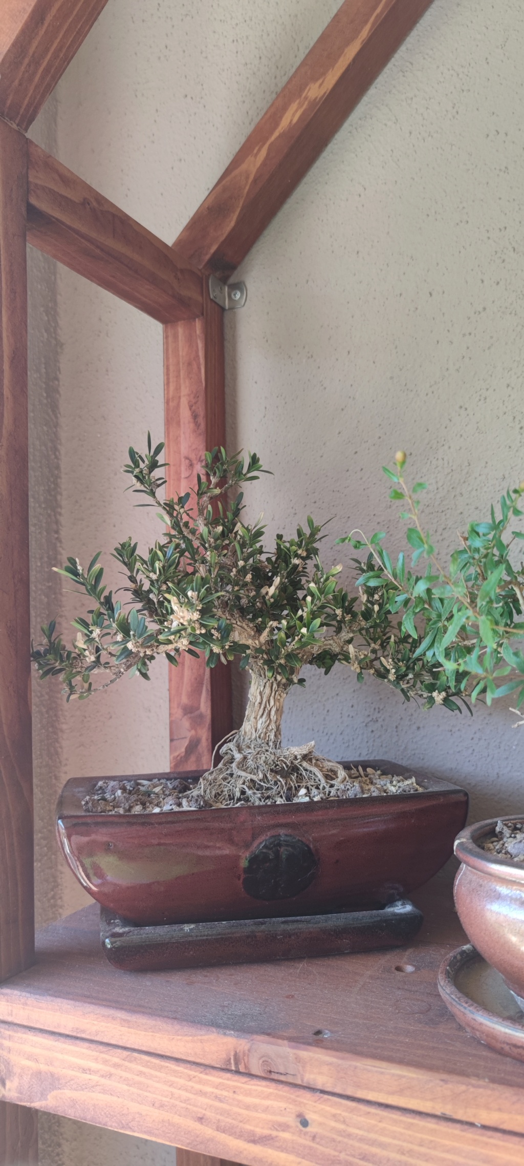 Buxus bonsai - No sé cómo hacer que mejore  16572712