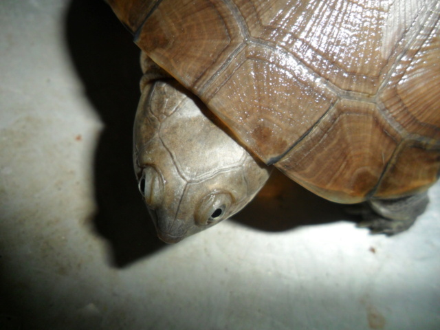 Donne tortue pelomedusa cause depart definitif etranger Tortue10