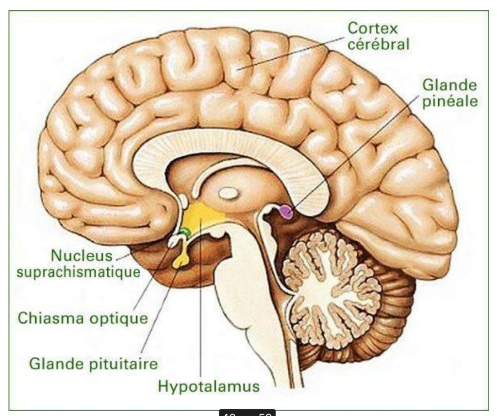Schéma tronc cérébral Img_1210