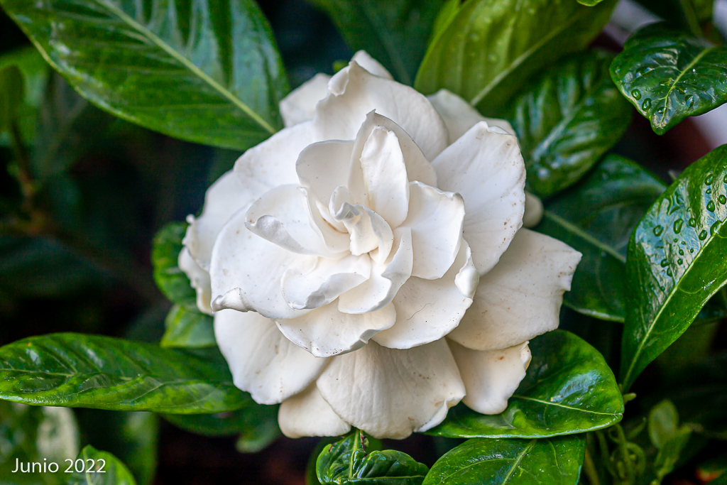 Fotos de mis acidófilas: gardenias, acebos, azaleas y muchas camelias. _mg_1010