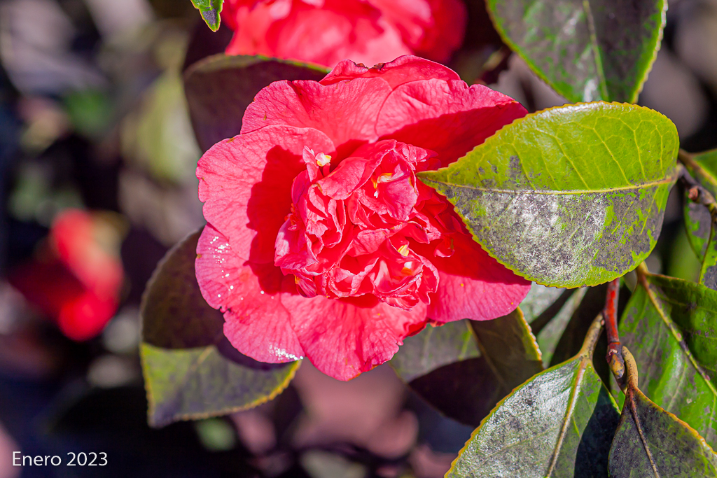 Fotos de mis acidófilas: gardenias, acebos, azaleas y muchas camelias. _mg_2014