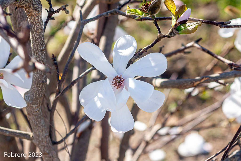 ¿Será un pariente de las magnolias? _mg_2125