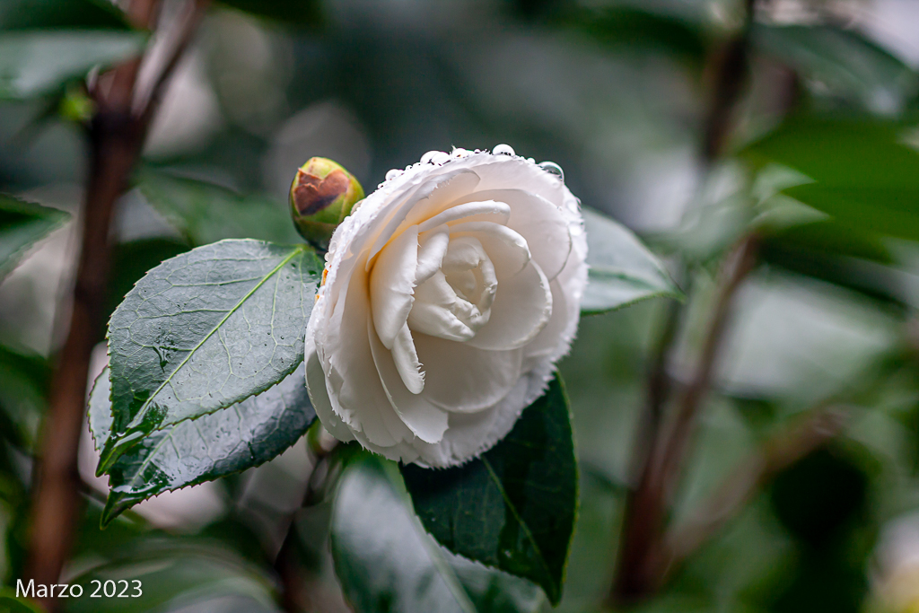 Fotos de mis acidófilas: gardenias, acebos, azaleas y muchas camelias. _mg_2219