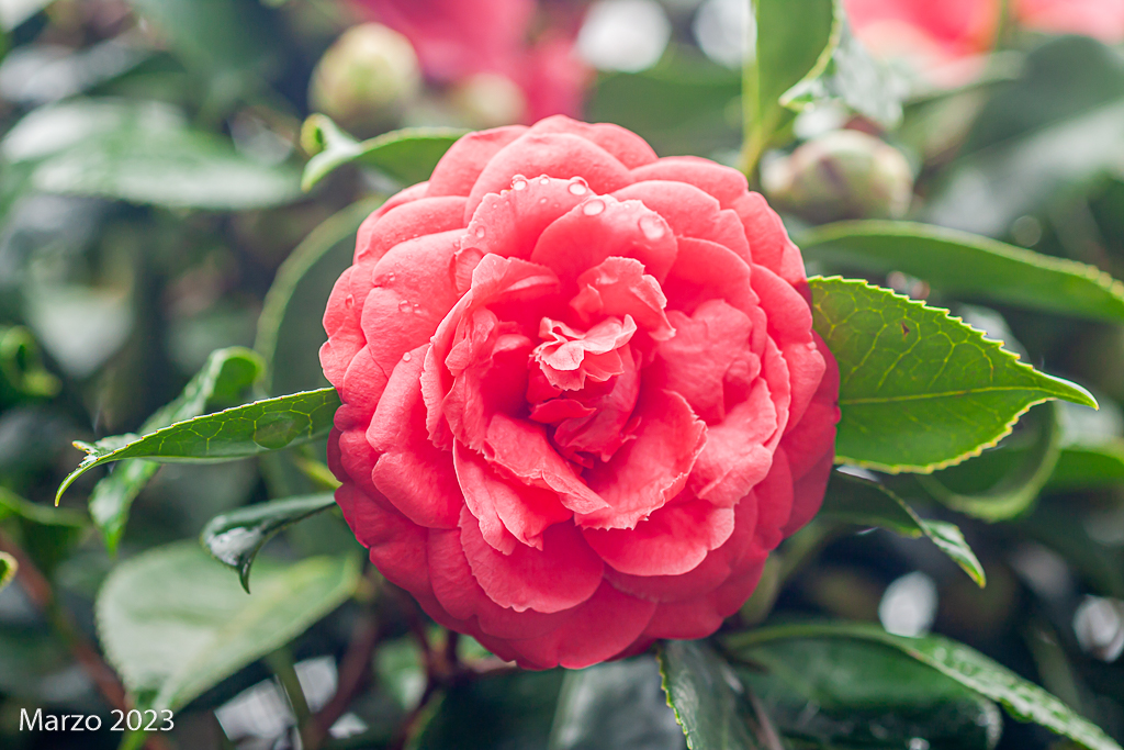 Fotos de mis acidófilas: gardenias, acebos, azaleas y muchas camelias. _mg_2221