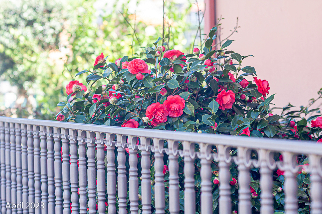 Fotos de mis acidófilas: gardenias, acebos, azaleas y muchas camelias. - Página 2 _mg_2319