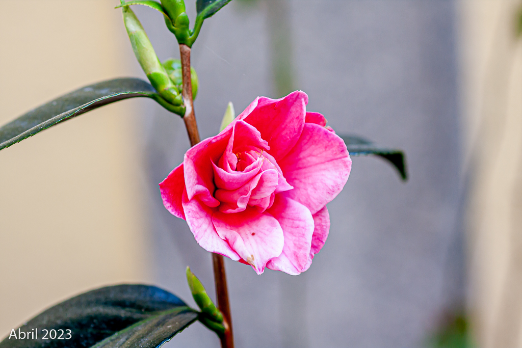 Fotos de mis acidófilas: gardenias, acebos, azaleas y muchas camelias. - Página 2 _mg_2330