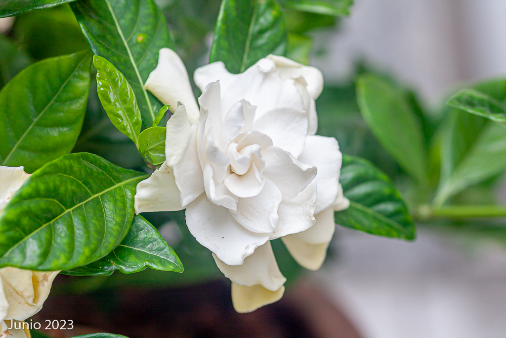 Evolución de mis gardenias: de 0 hasta hoy _mg_2535