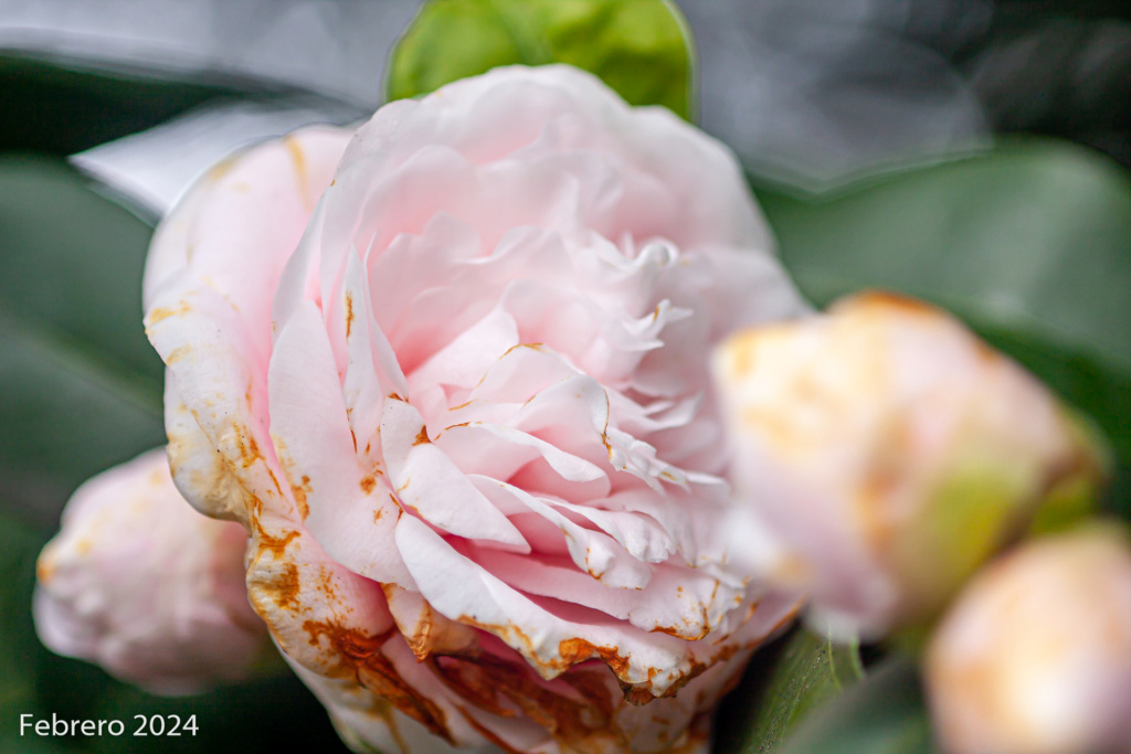 Fotos de mis acidófilas: gardenias, acebos, azaleas y muchas camelias. - Página 5 _mg_4110