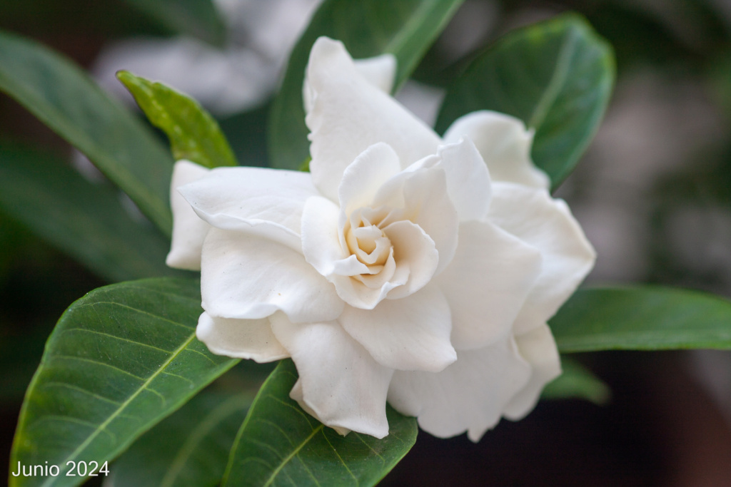 Fotos de mis acidófilas: gardenias, acebos, azaleas y muchas camelias. - Página 6 _mg_4614