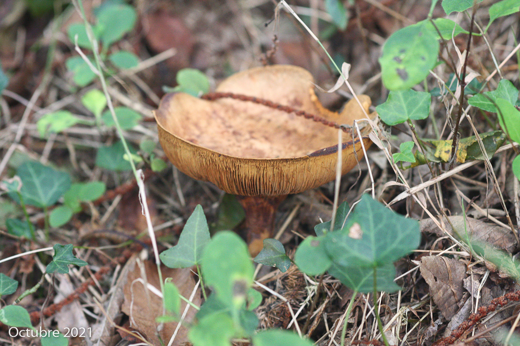 Fotos de varias setas que me nacen en la finca Img_0213