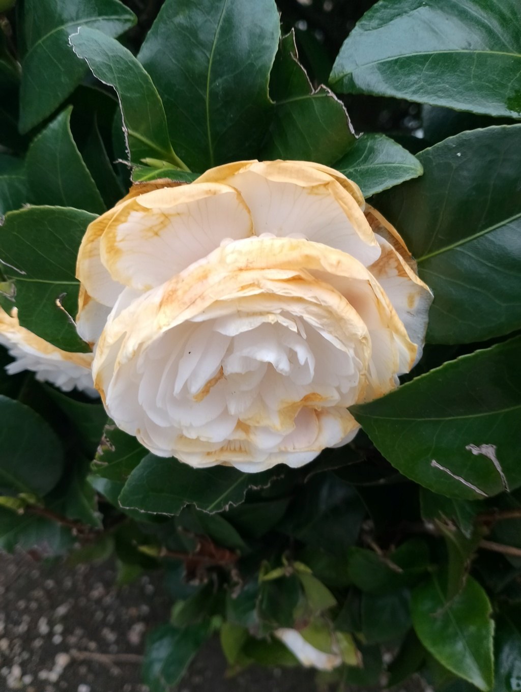 Fotos de mis acidófilas: gardenias, acebos, azaleas y muchas camelias. - Página 5 Img_2054