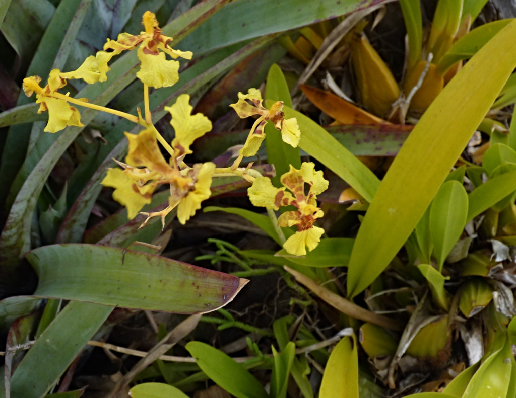 Orquídea Oncidium Oncidi11