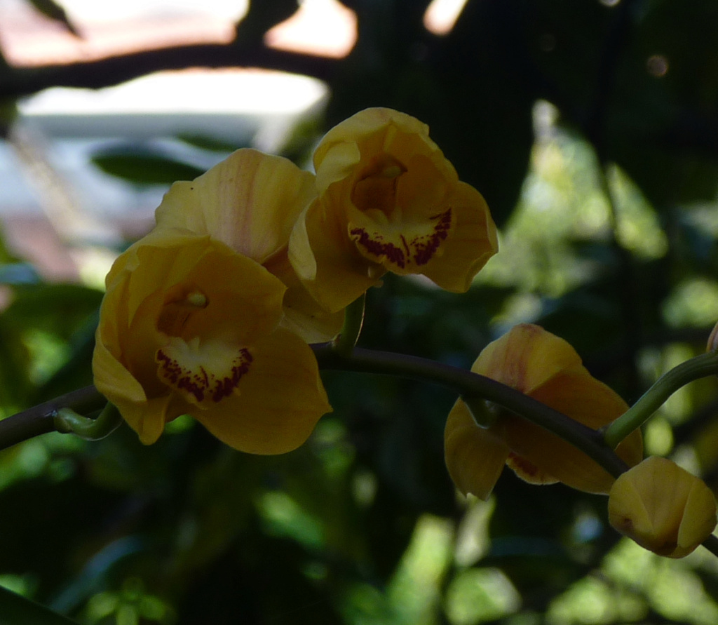 Orquídea cultivada P1520910