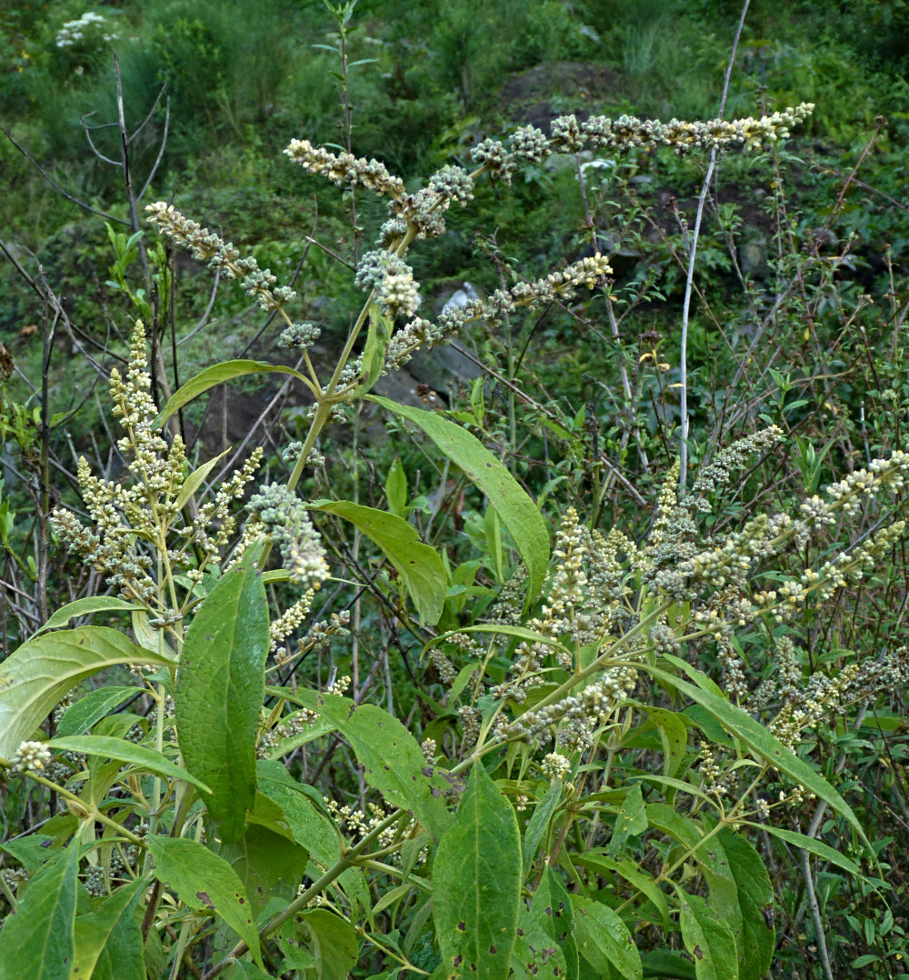 Planta ecuatoriana silvestre > IDENTIFICADA Buddleja americana P1530812