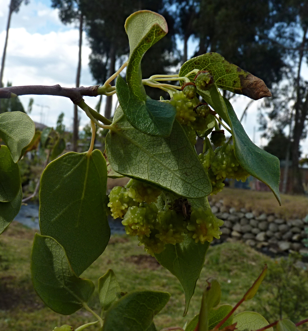 Arbolito de frutos verrugosos, Ecuador > IDENTIFICADA Vallea stipularis P1560313
