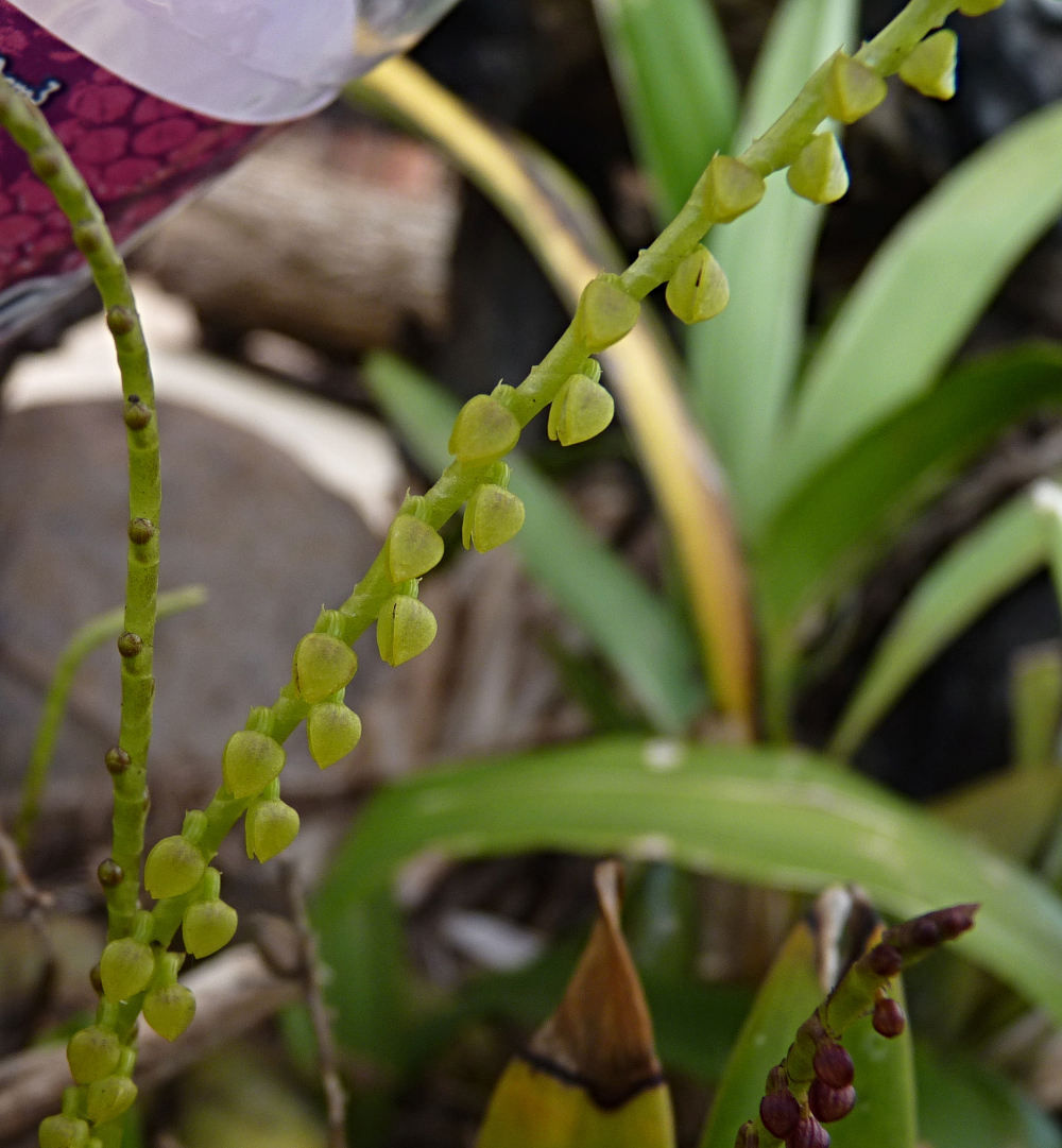 Orquídea Stelis P1560414