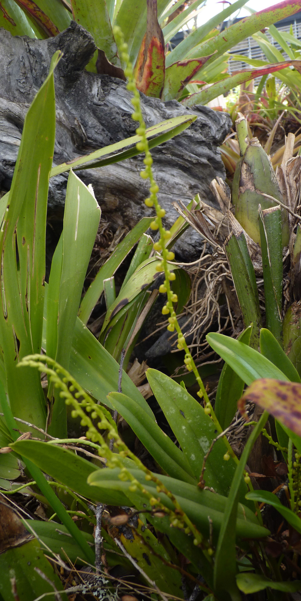 Orquídea Stelis Stelis11