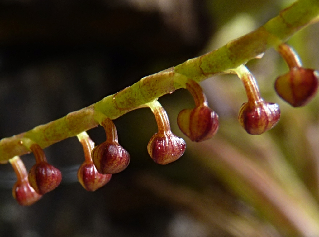 Orquídea Stelis Stelis12