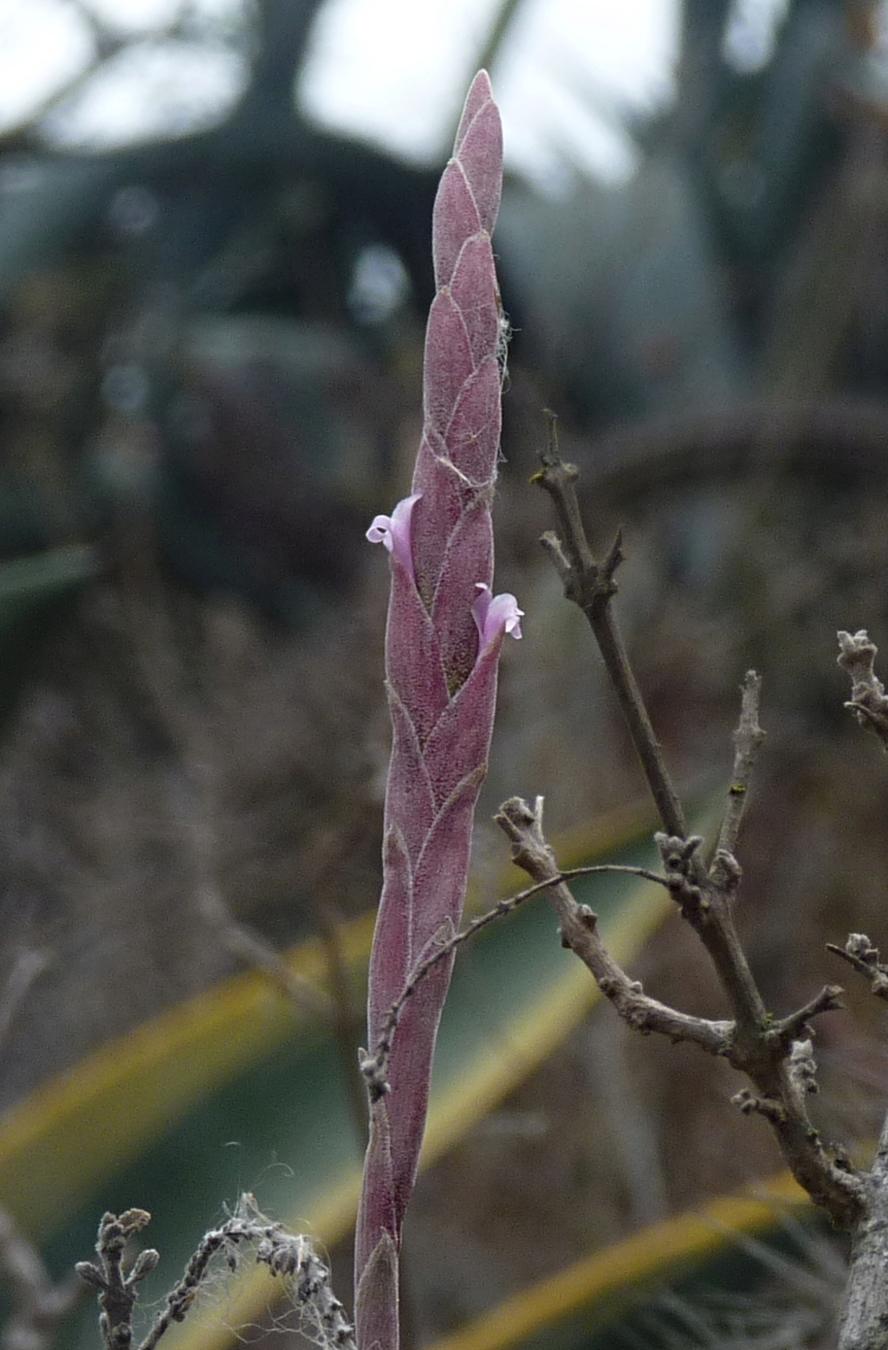 Tillandsia sp. > IDENTIFICADA Tillandsia incarnata Tillan11