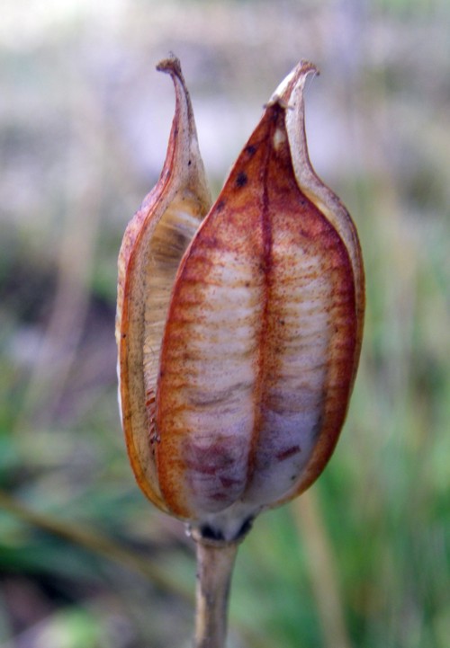 Capsulas llamativas Tulipa10