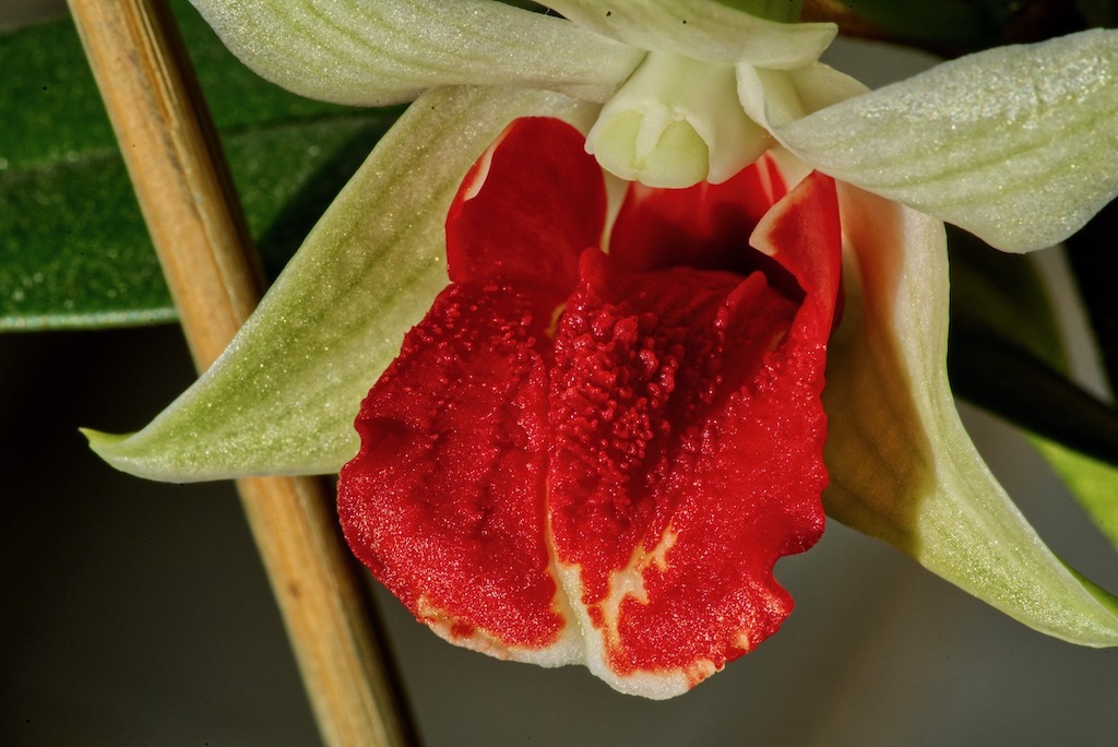 Dendrobium Frosty Dawn Red Lip 3d5e0510