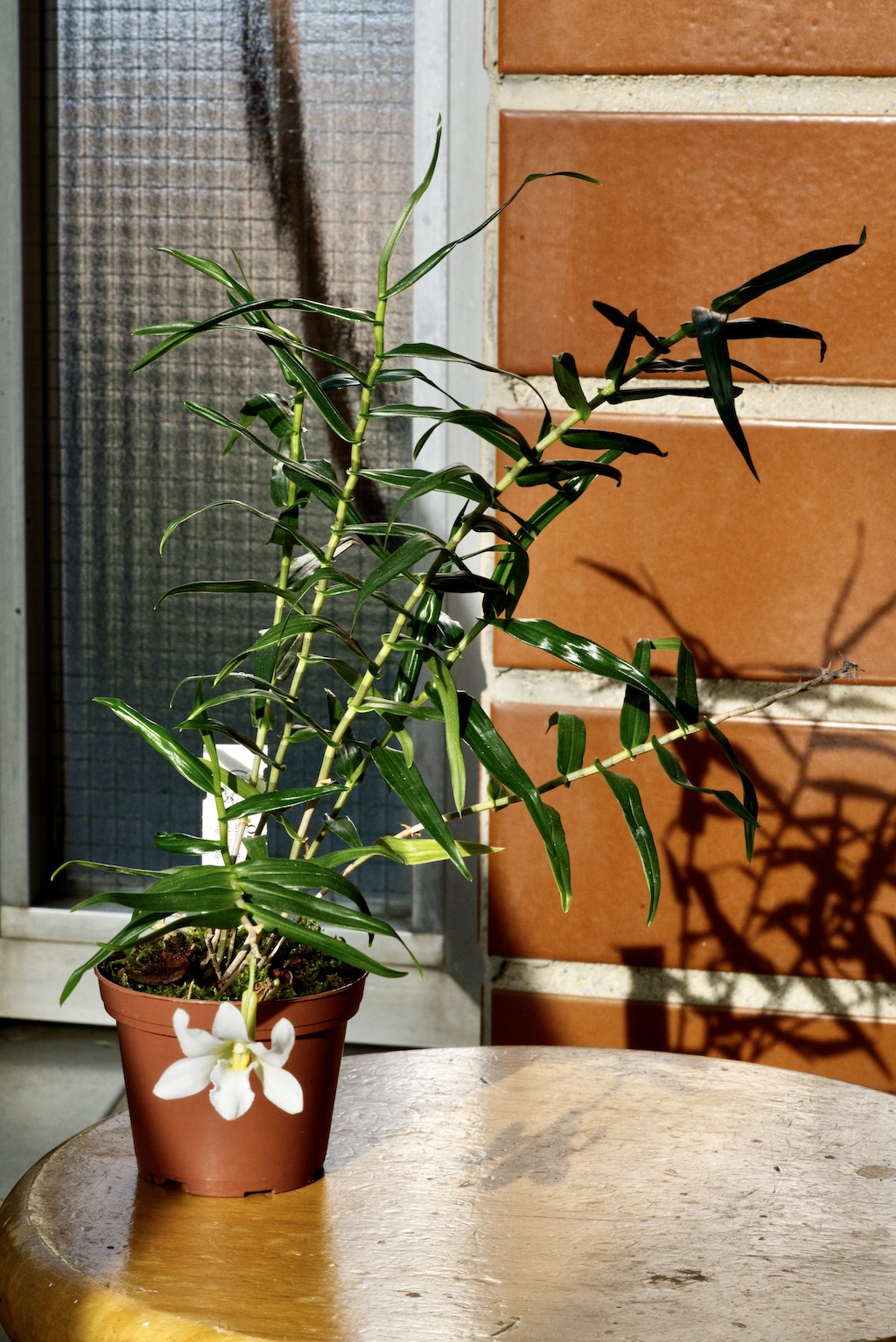 Dendrobium auriculatum  Dsc04314