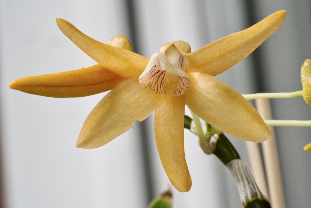 Dendrobium Charm (Dendrobium Chinsai × Dendrobium unicum) Dsc04413