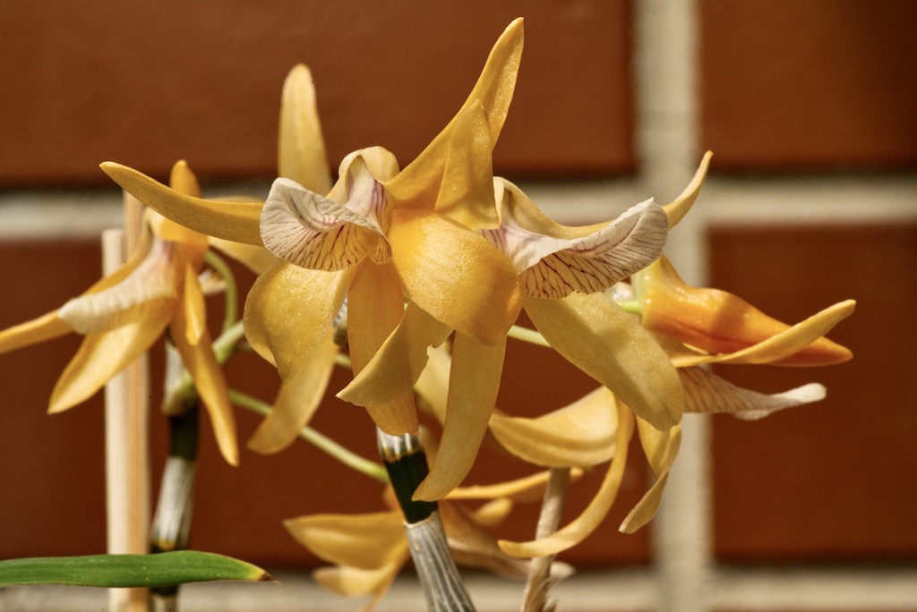 Dendrobium Charm (Dendrobium Chinsai × Dendrobium unicum) Dsc04514