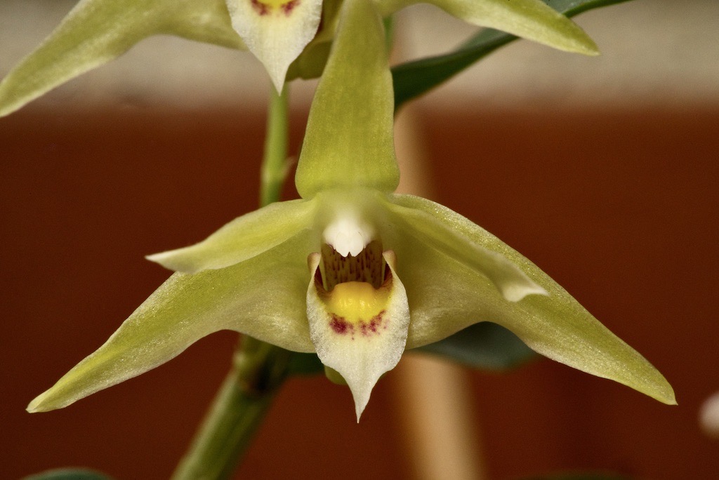 Dendrobium officinale Dsc04516