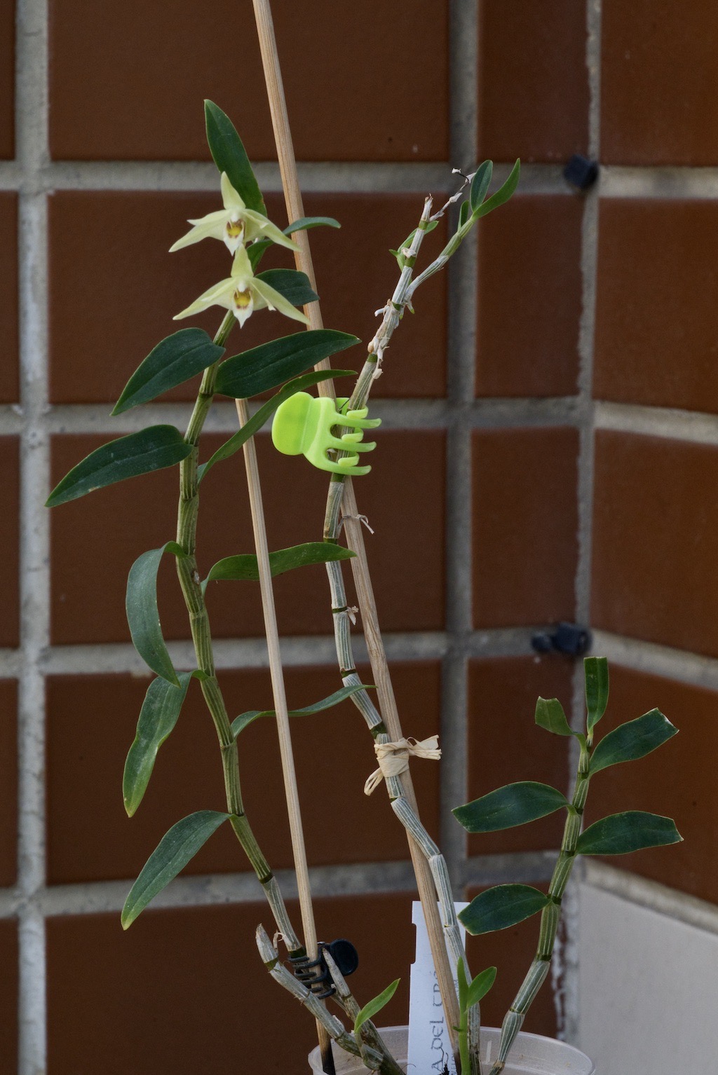 Dendrobium officinale Dsc04518