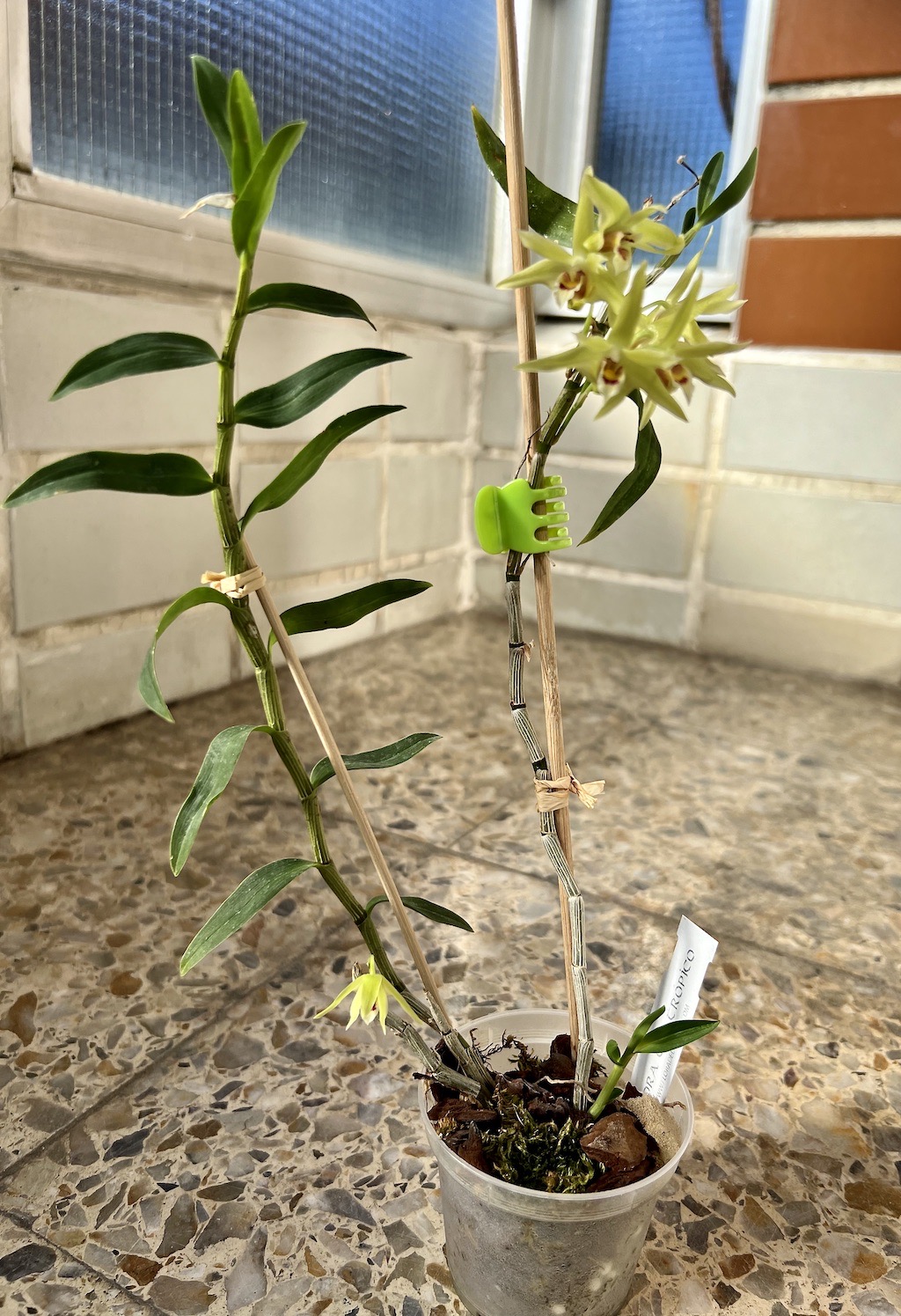 Dendrobium officinale Img_5310