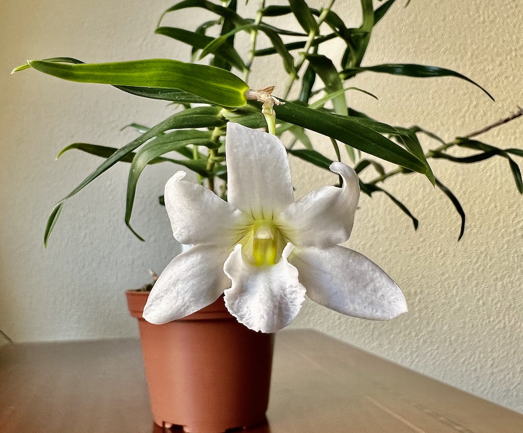 Dendrobium auriculatum  Img_6213