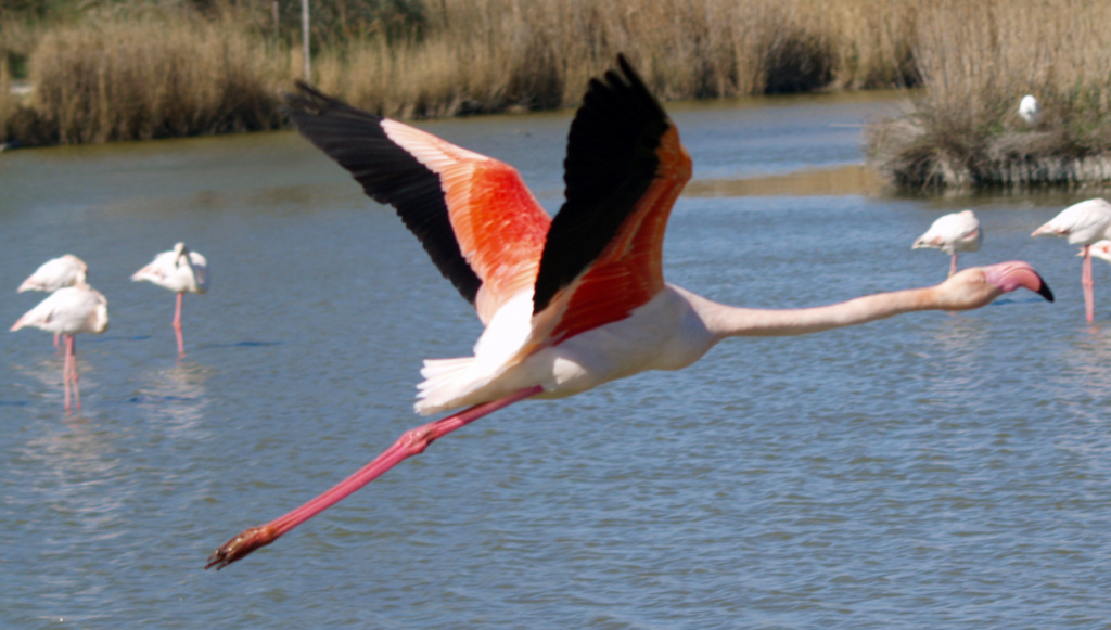 Flamant rose - Page 3 P4050112