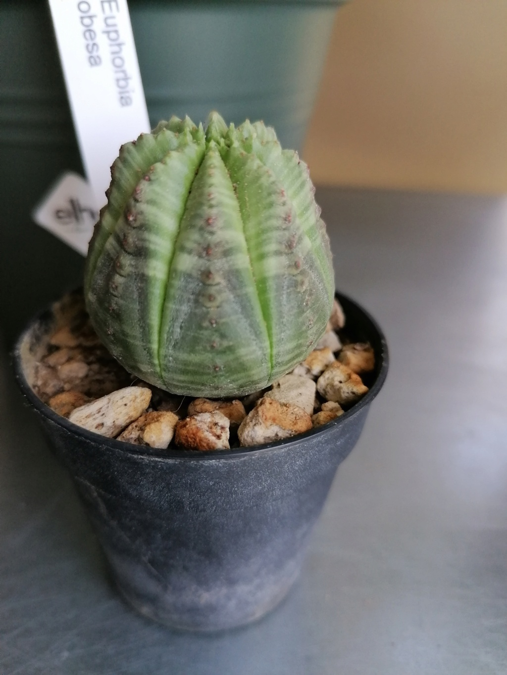 Euphorbe obesa Img_2011