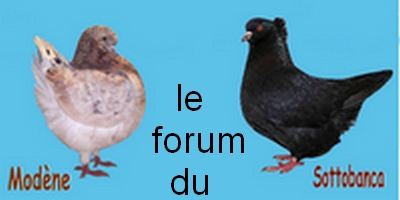 les amis du sottobanca et du modène