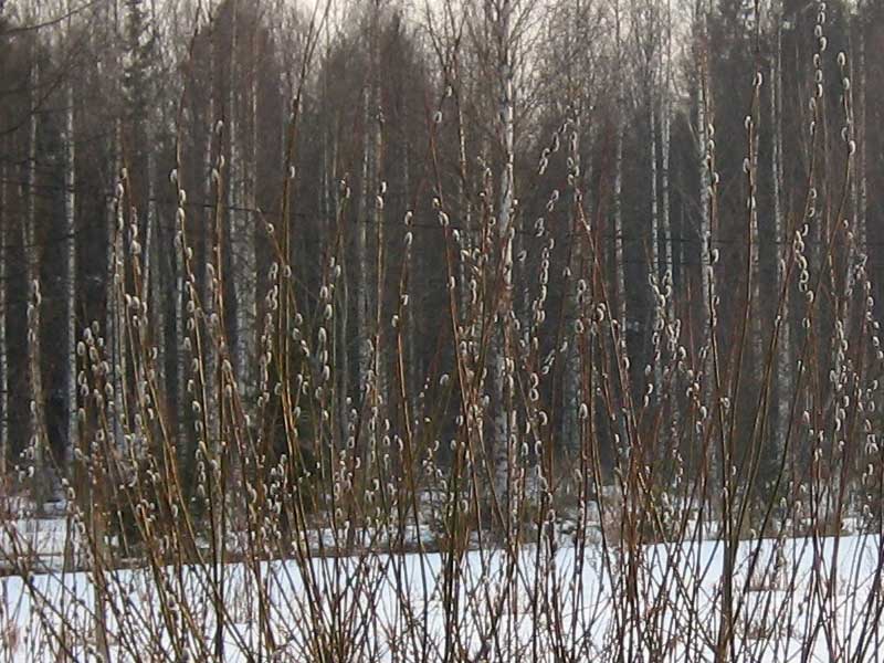 balade pour la neige fondue Printe10