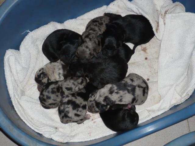 Maman beauceron avec ses 10 chiots (Var) Beauce11