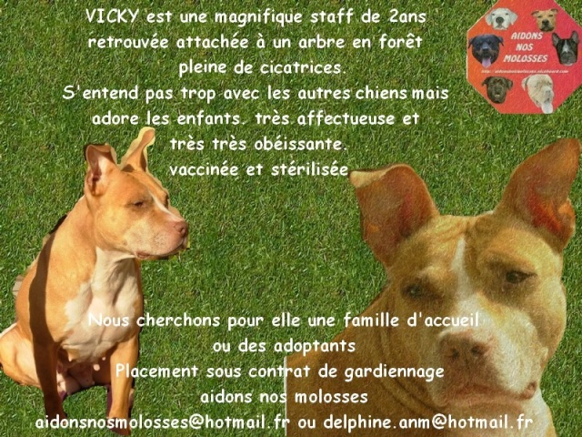 URGENT pour AMSTAFF il lui ,reste 2 jours!!!!!!!!!!!!!!! Vicky110